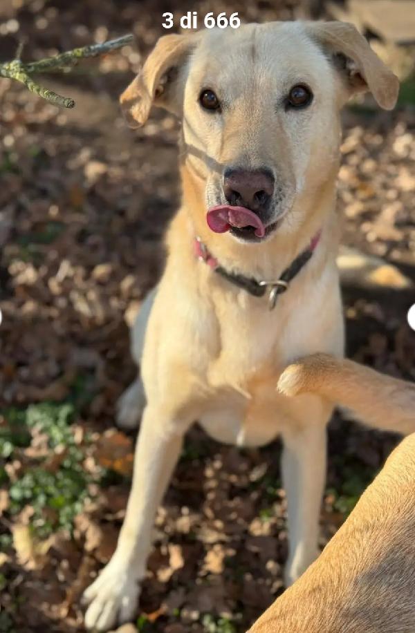 Vasco 4anni tg contenuta sballottato povera anima.LOMBARDIA Foto 2